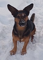 Versik_dog Versik_dog