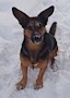 Versik_dog Versik_dog